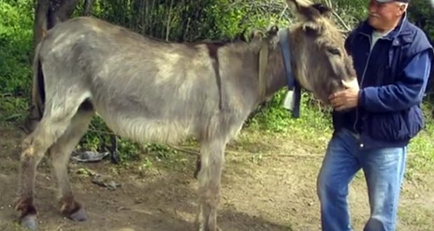 Ветеринарният лекар д-р Николай Николов от Трън: Магарешкото мляко бори коронавируса