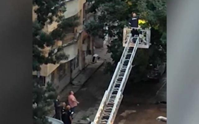Каква гледка! Пожарникари и полицаи браха пари от дърво в София