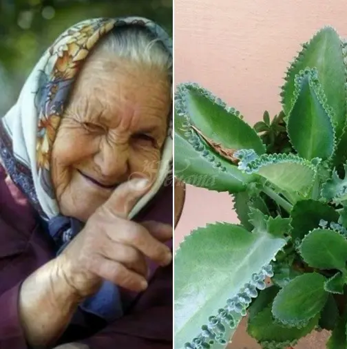Бабини рецепти, които помагат за разширени вени, кожни и очни заболявания, брадавици и др.