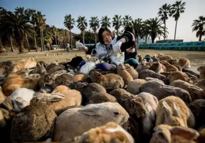 Толкова много зайци и почти никакви хора: заешки остров в Японско море