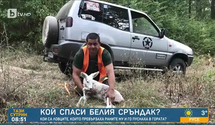 Съдбовно! Белият сръндак от Родопите като малък бил спасен от ловци