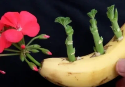 Как да отгледаме мушкато от банан: ще цъфти великолепно след 3 месеца!