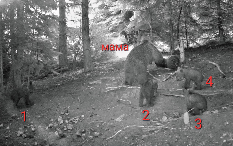 Мечка роди четири малки мечета край Чепеларе (Снимки)