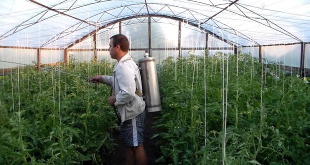 Доматите обичат мляко! Ето какво правят опитните градинари за богата и сочна реколта: