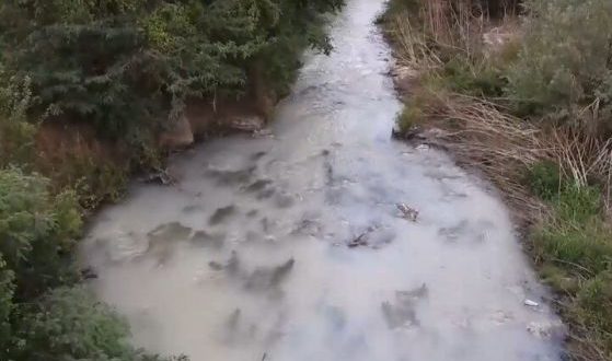 Десетки отровени щъркели, след като пили от Бели Лом. Водата е бяла, мирише и люти на очите