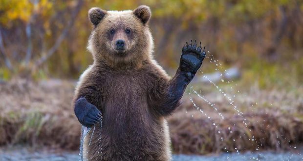 Това може да ви спаси живота! Ето какво се прави ако видите мечка: