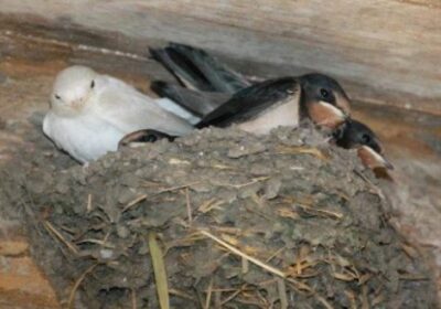 Голямо нещастие грози онзи, който посегне на лястовиче гнездо! Ето какво го чака: