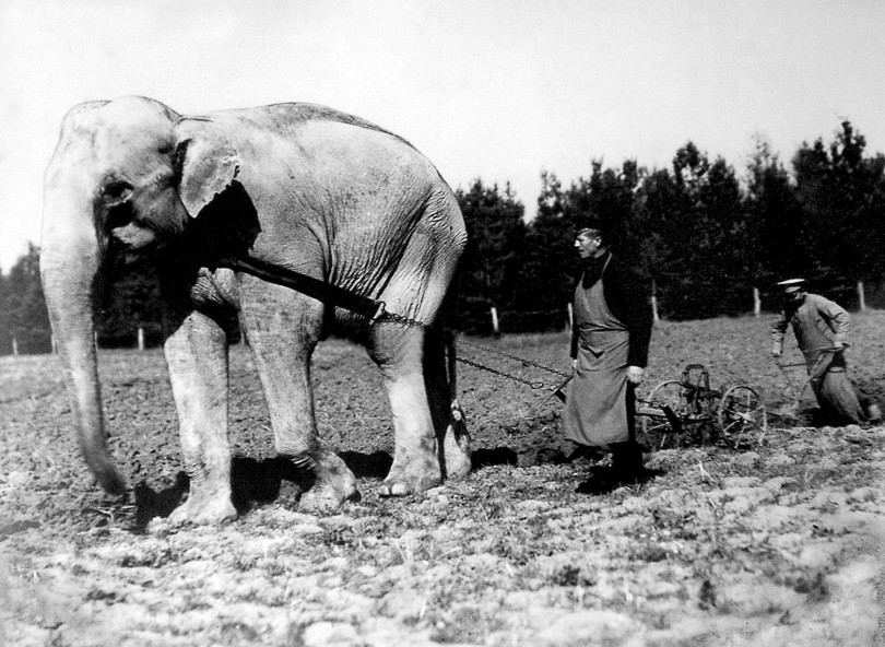 Първият зоопарк у нас отворил врати през 1888 г. в двореца на Фердинанд - Retro.bg