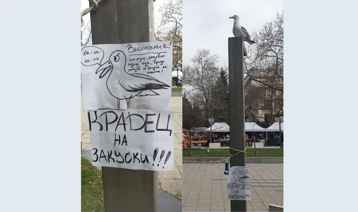 В Бургас се появиха предупредителни табели заради крадлив гларус (СНИМКИ)