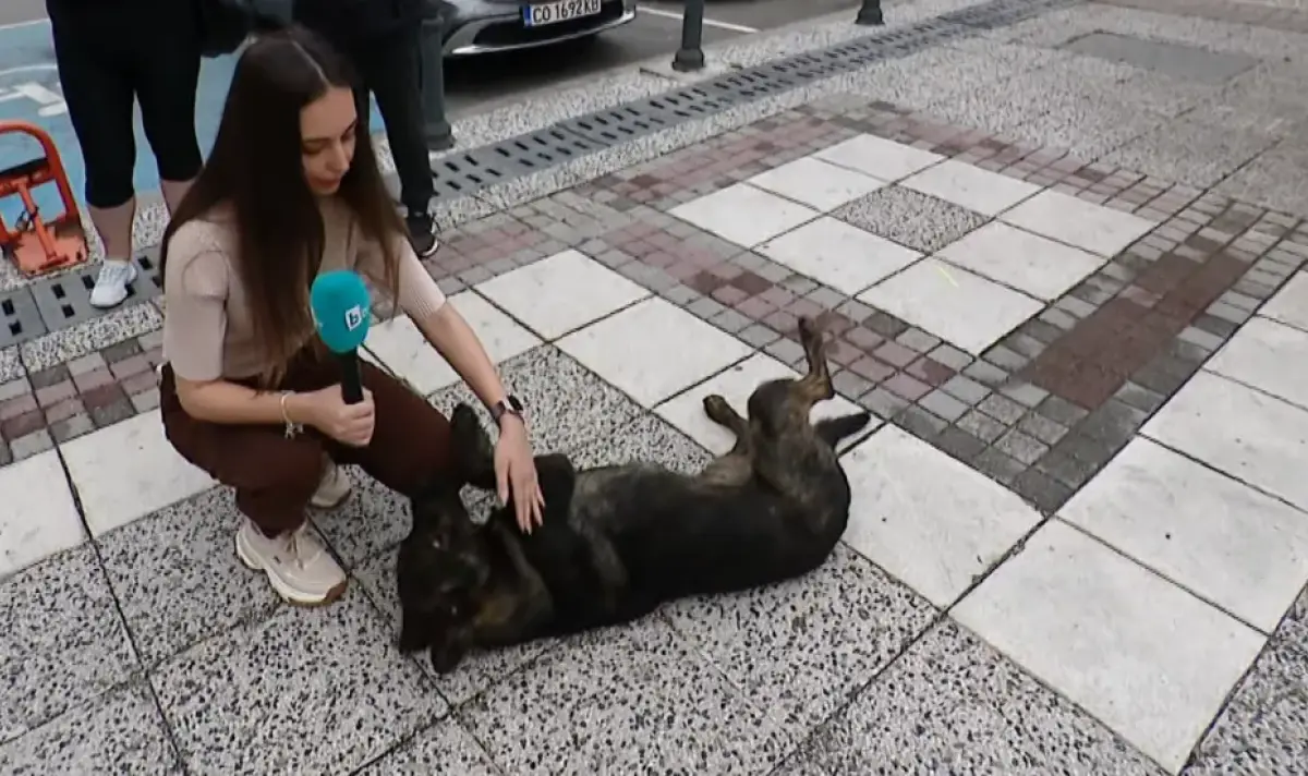 Полицейски патрул блъсна куче, видео от скандала след инцидента обиколи социалните мрежи